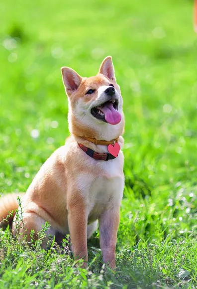 dog sitting on grass looking up at man